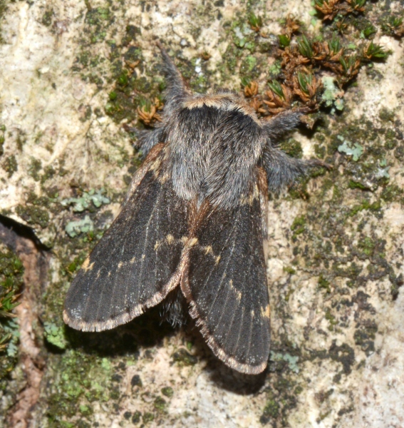 Poecilocampa populi